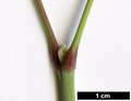 SpeciesSub: subsp. californicum var. texanum